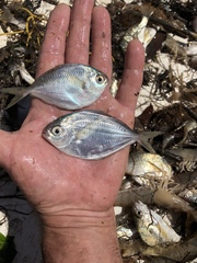 Peprilus triacanthus