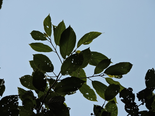 Image of Frangula sphaerosperma by (c) Fabrício Mil Homens Riella, some rights reserved (CC BY)