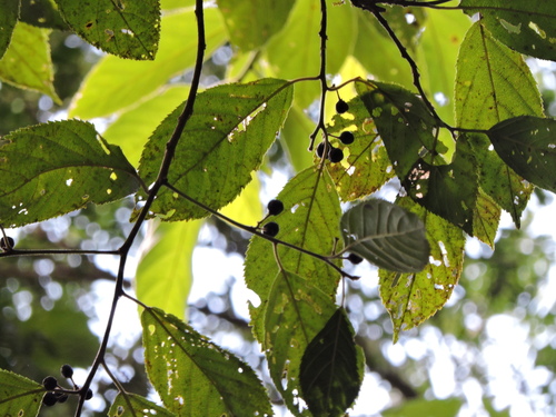Image of Frangula sphaerosperma by (c) Fabrício Mil Homens Riella, some rights reserved (CC BY)