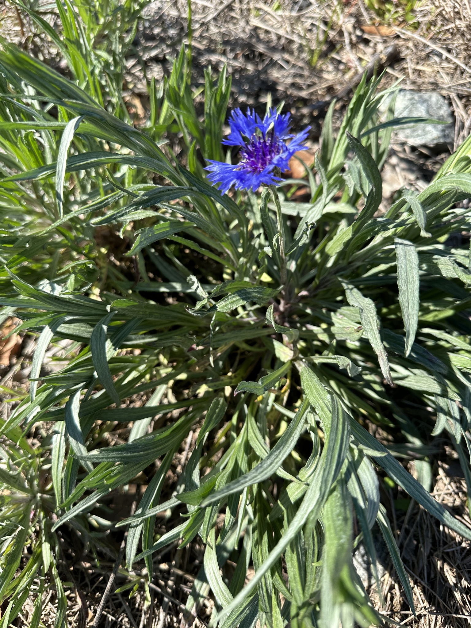 Imagem de Centaurea