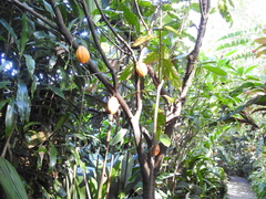 Theobroma cacao image