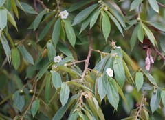 Muntingia calabura image