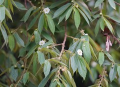 Muntingia calabura image