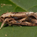 Spodoptera dolichos - Photo (c) Lyle Buss, University of Florida, algunos derechos reservados (CC BY)