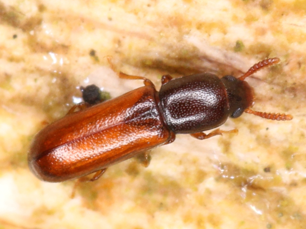 Corticeus linearis
