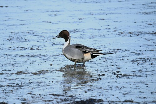 Northern Pintail, Schiermonnikoog National Park, Schiermonnikoog, Netherlands, photo 8 of 10