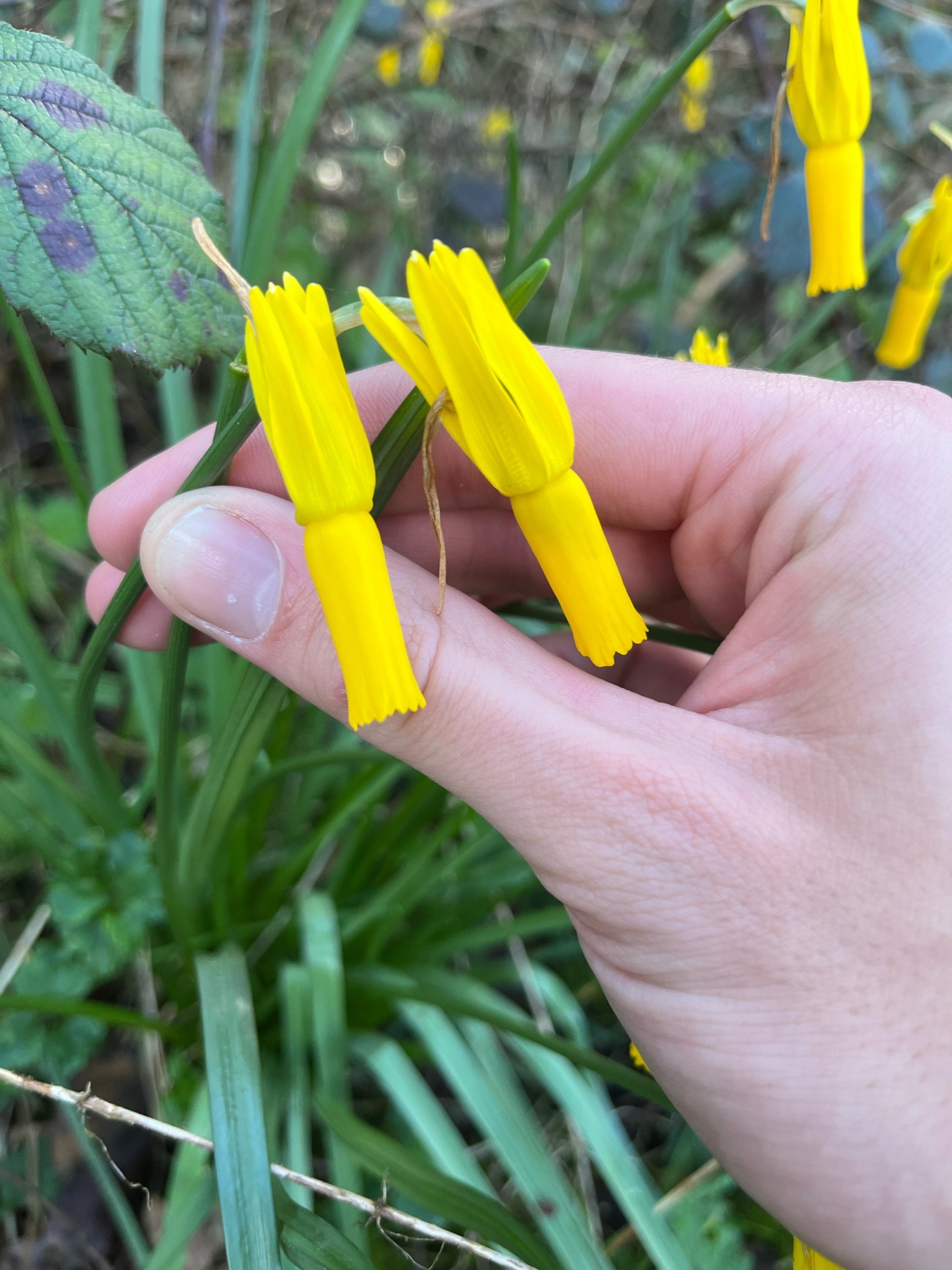 Imagem de Narciso