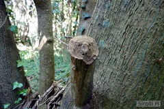 Phytolacca dioica