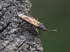 Ischnodemus sabuleti