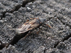 Ischnodemus sabuleti