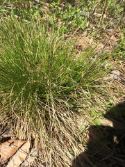 Carex communis