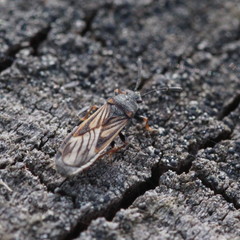 Ischnodemus sabuleti