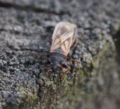 Ischnodemus sabuleti