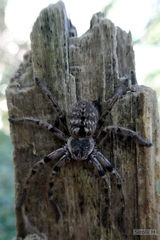 Polybetes pythagoricus