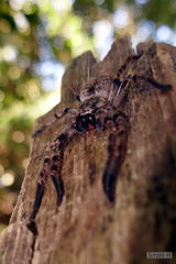 Polybetes pythagoricus