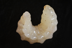 Dolichomitus mesocentrus