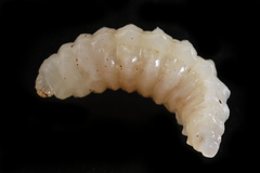 Dolichomitus mesocentrus