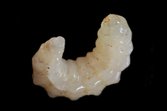 Dolichomitus mesocentrus