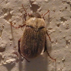 Phyllophaga crenulata