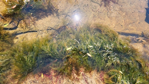 Image of Podostemum Comatum (Podostemum comatum) by no rights reserved