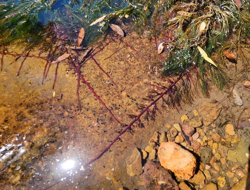 Image of Podostemum Comatum (Podostemum comatum) by no rights reserved