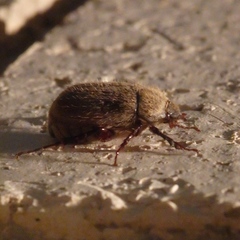 Phyllophaga crenulata