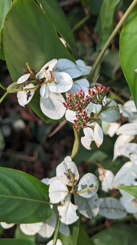 Combretum racemosum (Combretum racemosum)