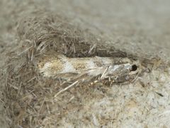 Bucculatrix quadrigemina