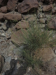 Ochradenus aucheri