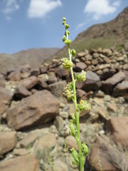 Ochradenus aucheri