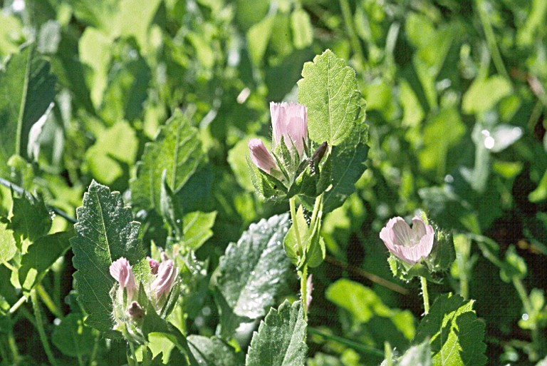 Sidalcea stipularis