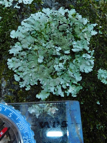 Loop lichens