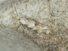 Bucculatrix quadrigemina