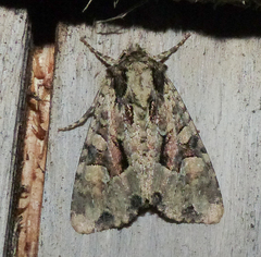 Apamea indocilis