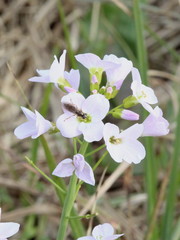 Platycheirus clypeatus