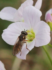 Platycheirus clypeatus