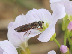Platycheirus clypeatus
