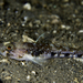 Jeffrey's Goby - Photo (c) Bernard Picton, some rights reserved (CC BY), uploaded by Bernard Picton