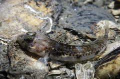 Jeffrey's Goby photo 5