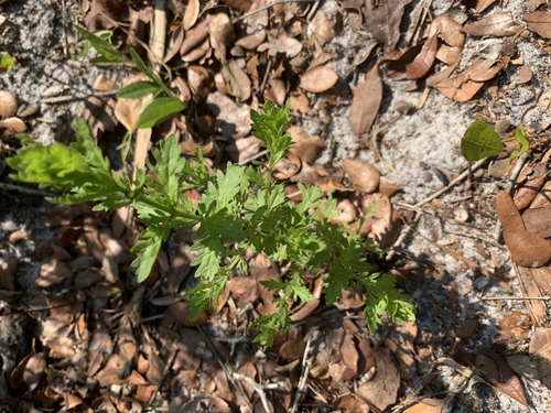 Artemisia vulgaris image