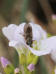 Platycheirus clypeatus
