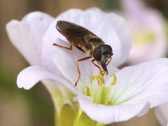 Platycheirus clypeatus