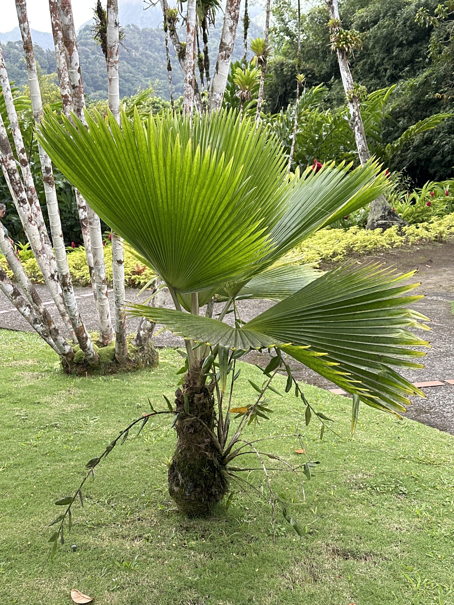 Imagem de Palmeira-leque