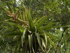 Tillandsia kalmbacheri