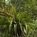 Tillandsia kalmbacheri - Photo (c) A. Caballero, some rights reserved (CC BY-NC), uploaded by A. Caballero