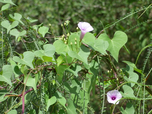 Image of Ipomoea amnicola by (c) Pablo H Capovilla, some rights reserved (CC BY)
