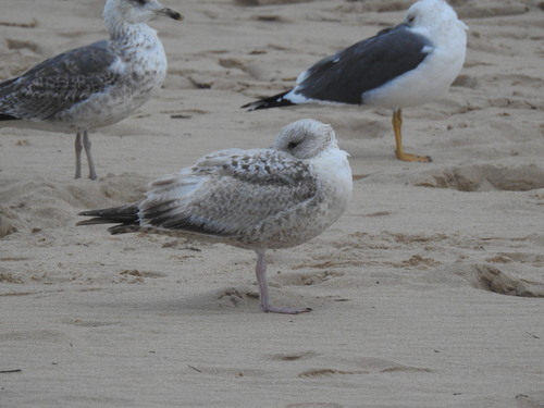 Gaviota argéntea europea (Larus argentatus)
