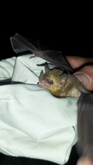 Merriam's Long-Tongued Bat photo 5