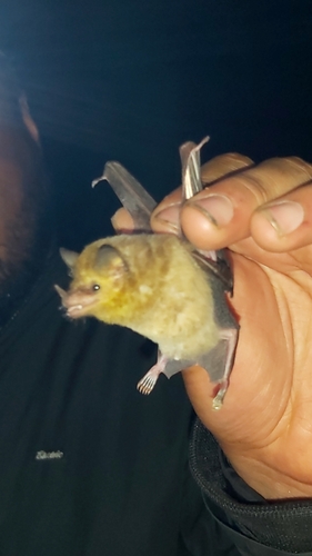 Merriam's Long-tongued Bat