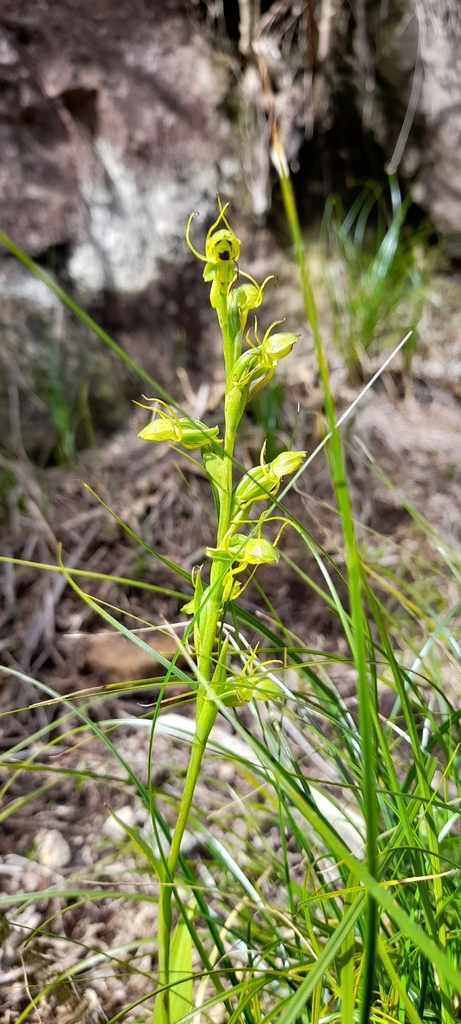 Habenaria rolfeana